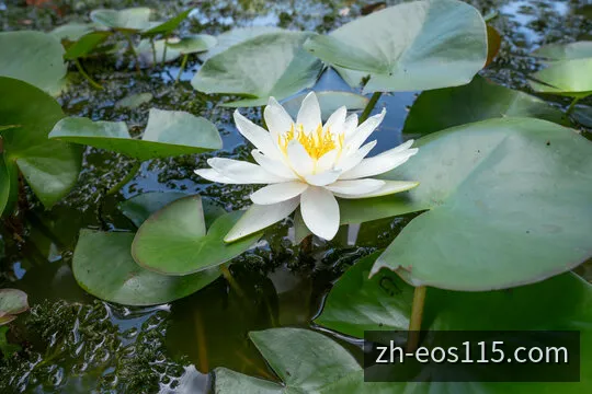 EOS阳光11选5开奖监测大屏